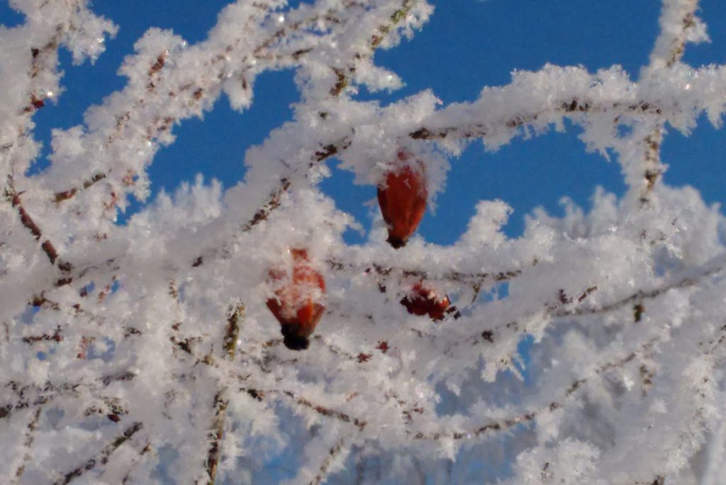 rote Hagebutten an Ästen mit Schnee