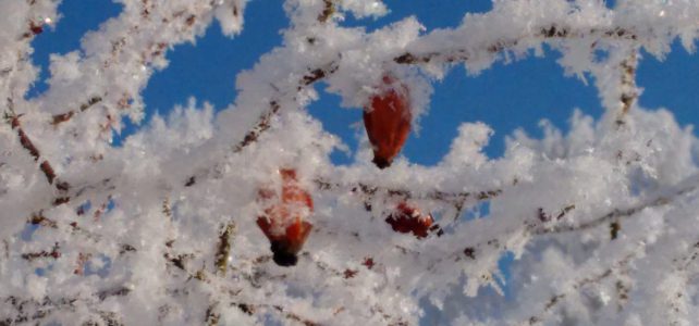 rote Hagebutten an Ästen mit Schnee