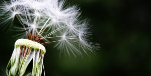 Pusteblume als Symbol für Resilienz und Salutogenese