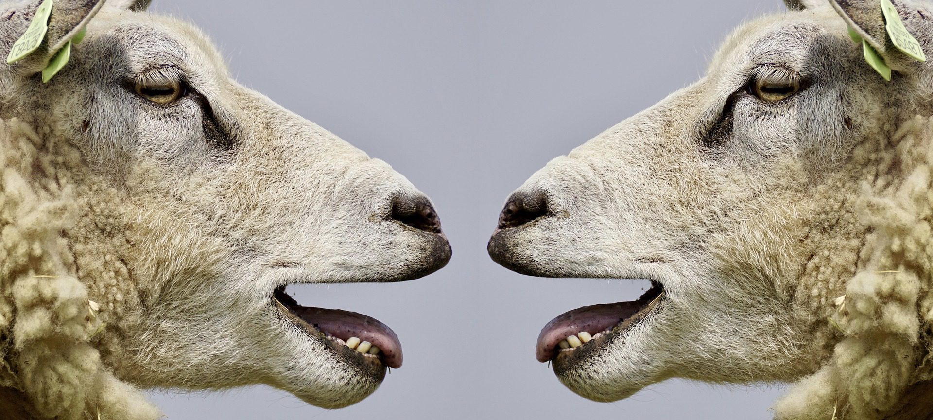 Zwei identisch aussehende Schafe schauen sich an